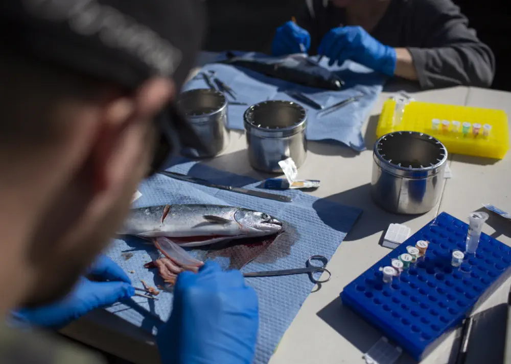 Atlantic Salmon Feedlots Brought Virus to BC Waters