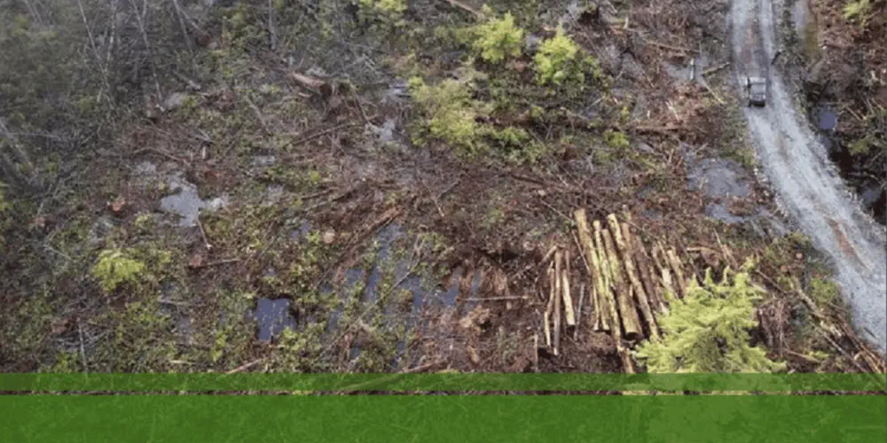 Water Quality and the Problem With Private Land Loggers