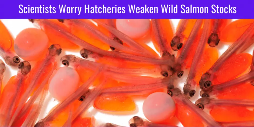 Big Bucks for Pacific Salmon, But Will it Be Enough