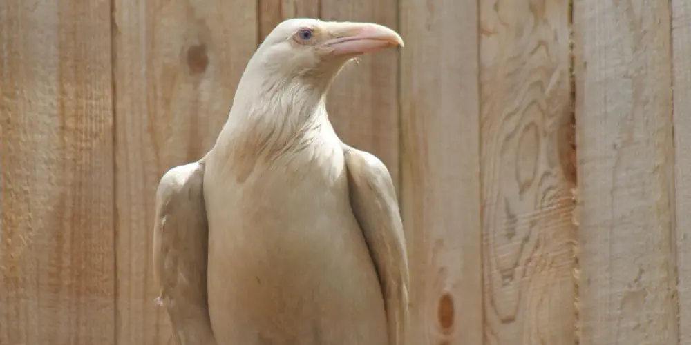 A white raven sits on a perch in front of a wood fence. It is looking off to the side.