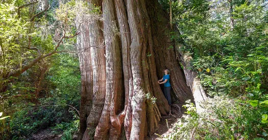 Cedar in a Death Spiral?