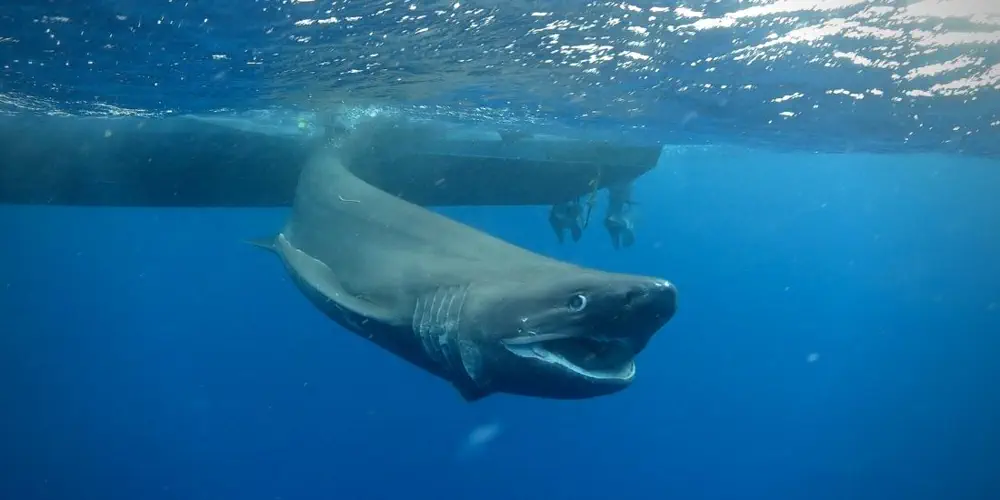 Bluntnosed sixgill shark