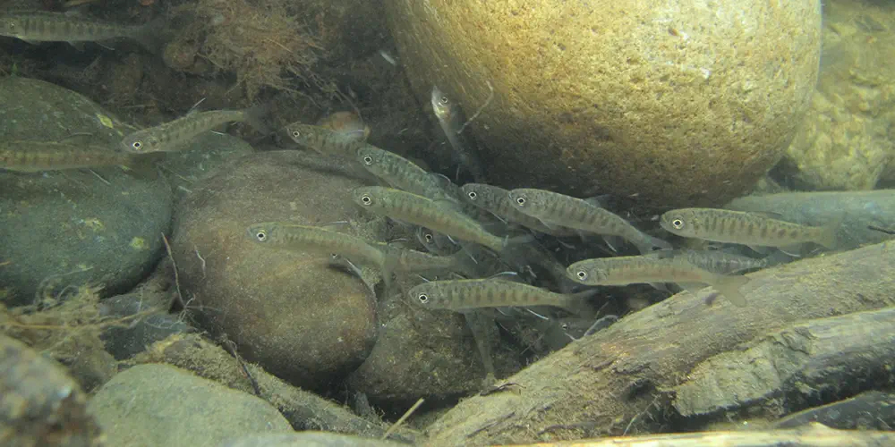 Tiny Coho salmon juveniles swim past a big rock.