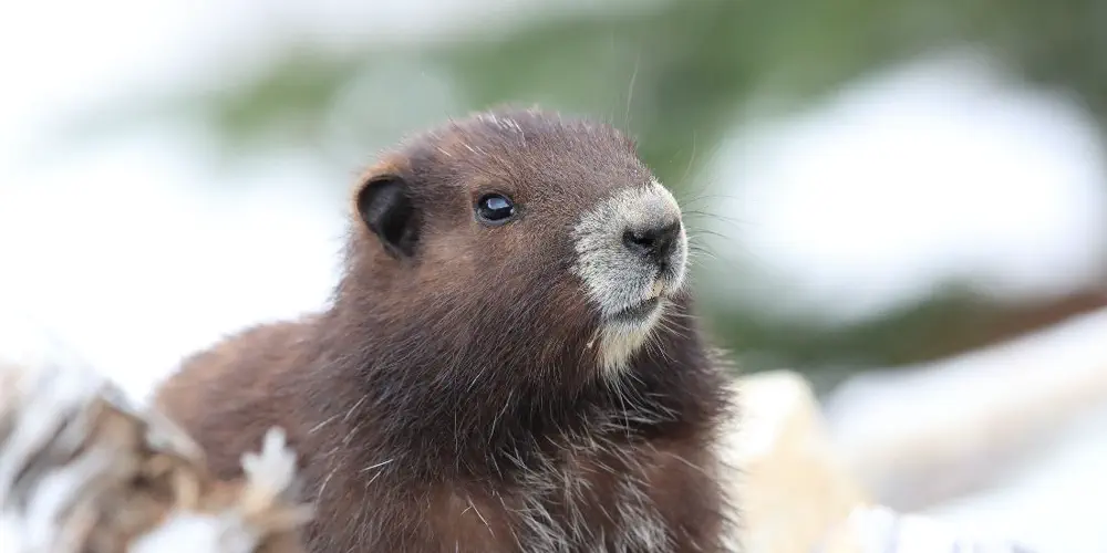 Miraculous Marmots Make Marbled Meadows Move