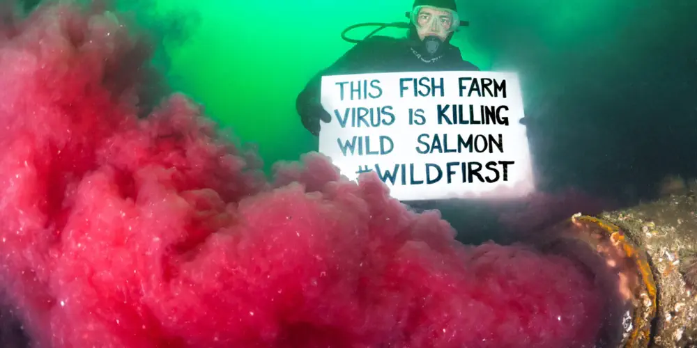Parasites, viruses and bloody discharge in a UNESCO Biosphere Reserve – What's Up With That?