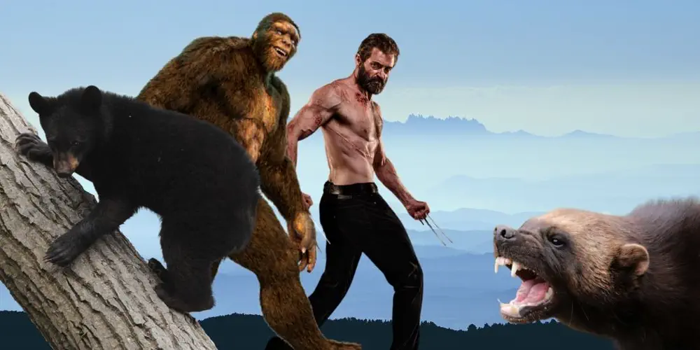 It's a Bear, It's a Sasquatch, It's Hugh Jackman – No, It's a 'Hyena of the North.'
