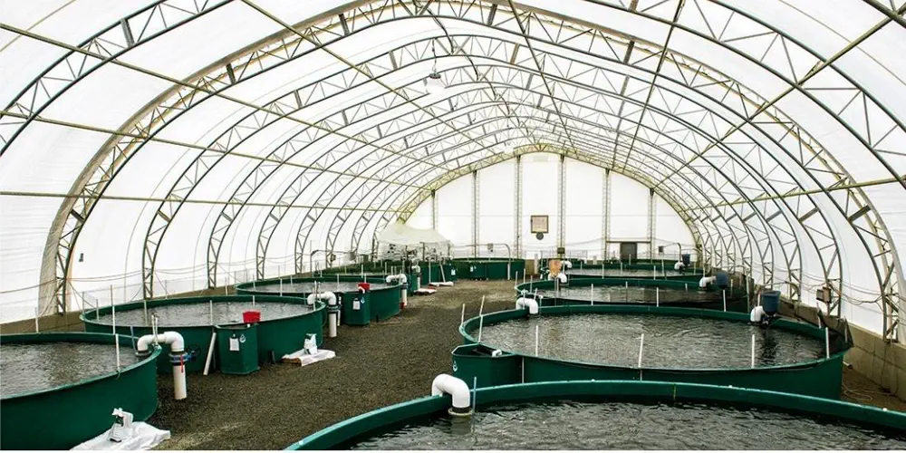 American Company Doubles Down on Land-Based Fish Farming