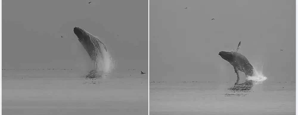 What We Love: Humpback Whales that Jump Out of the Ocean