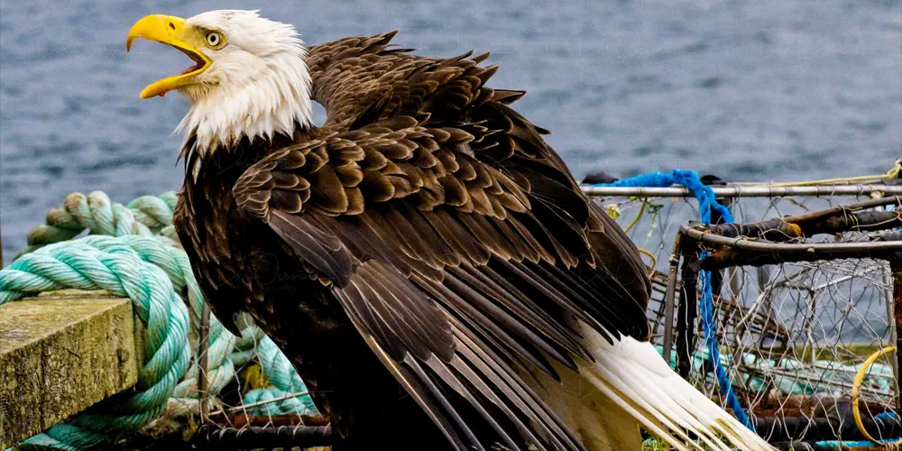 What We Love: Screaming Eagle
