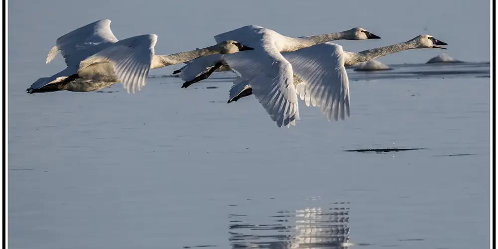 What We Love: Swans Flying
