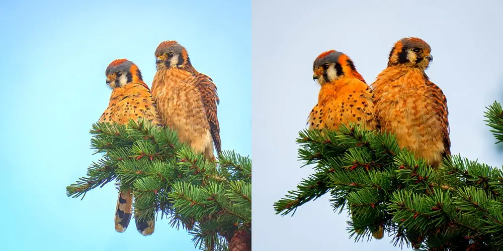 What We Love: Kestrels Hanging Out