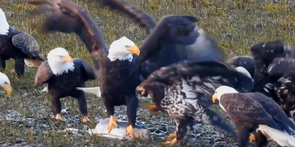 What We Love: Eagles Scrapping