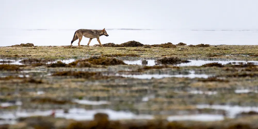 What We Love: Wolves Trekking