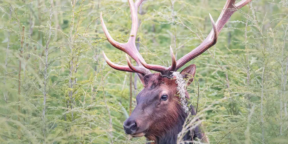 What We Love: Roosevelt Elk Shed Stories