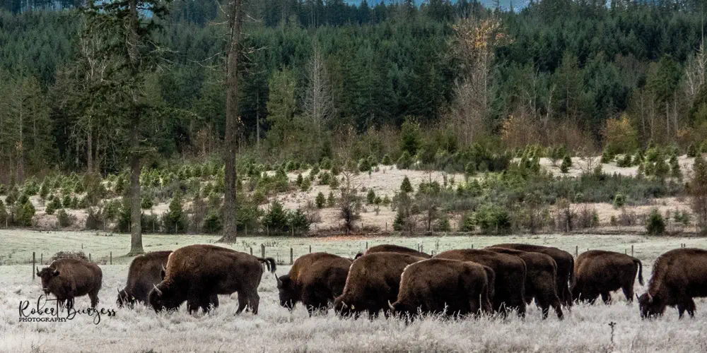 What We Love: Island Bison