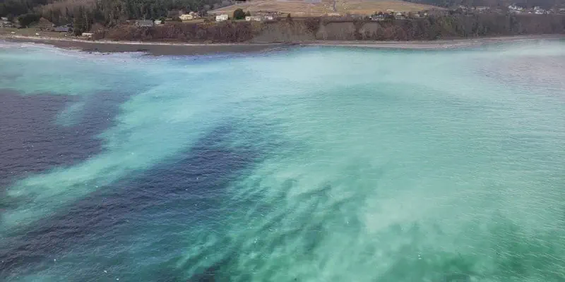 What We Love: The Spring Herring Spawn