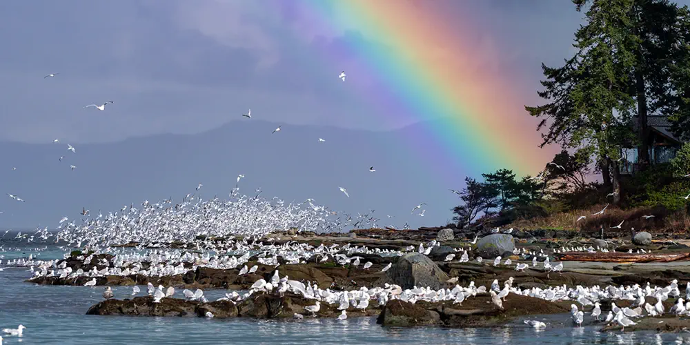What We Love: Rainbows and Birds, and Herring, Oh My!