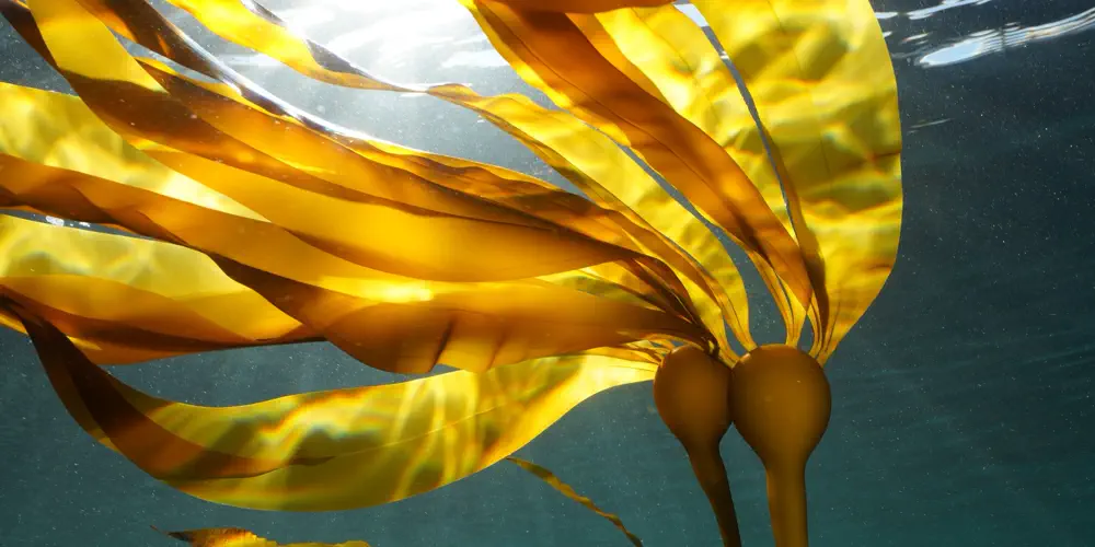 What We Love: Baby Bull Kelp