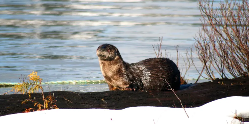 What We Love: Otters
