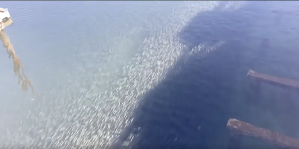 What We Love: The Herring Run