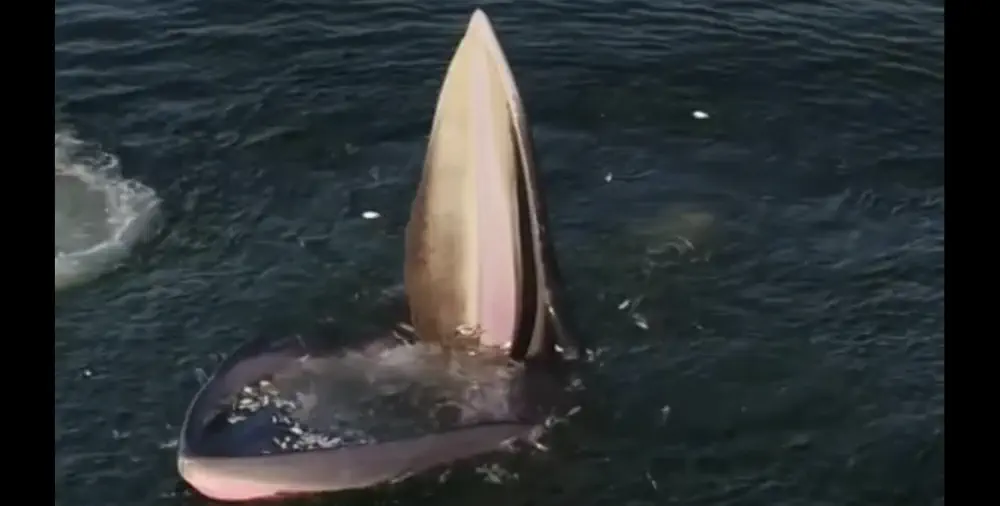 What We Love: How Whales Eat