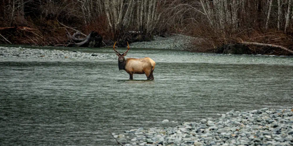 What We Love: Roosevelt Elk