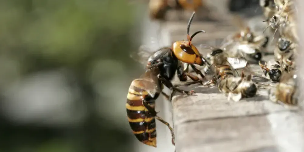 Murder Hornets Need Love Too