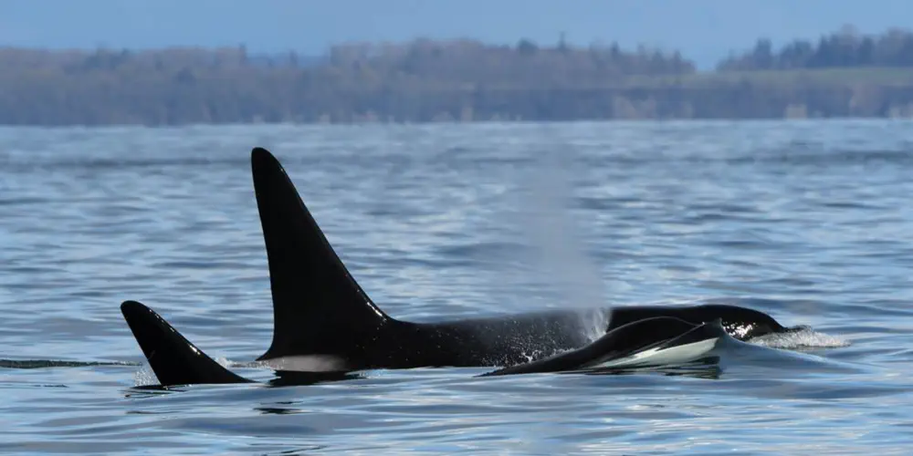 Whale Watchers Marvel at Record Number of Bigg's Killer Whales
