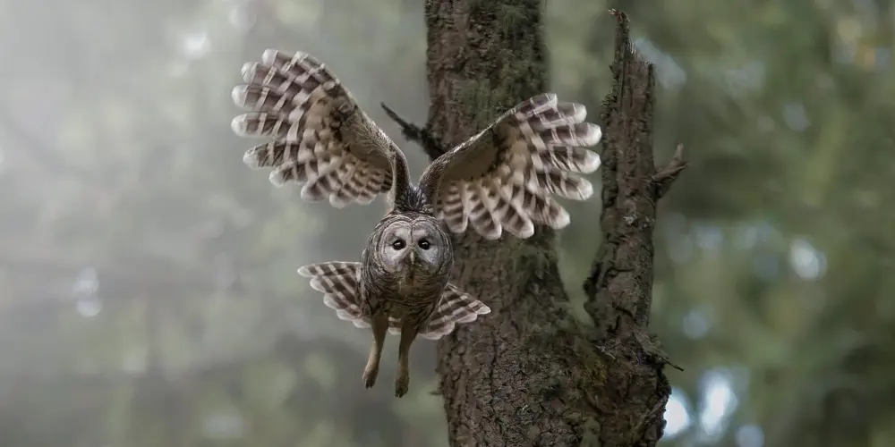 What We Love: Barred Owls Hunting