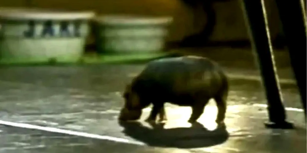 What What We Love: House Hippos