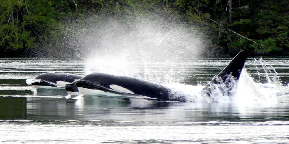 What We Love: Orca's Cruising
