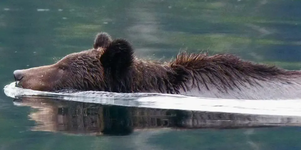 What We Love: Swimming Bears