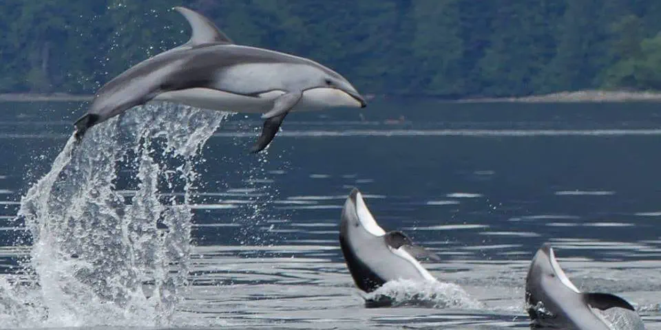 What We Love: Dolphins Playing