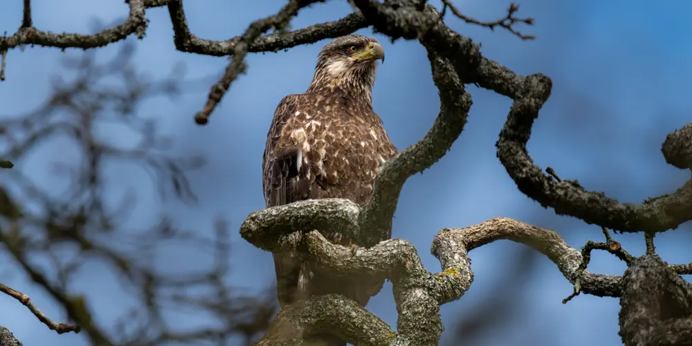 What We Love: Eagles in a Tree