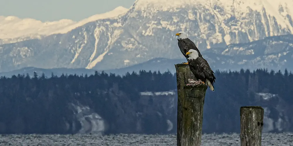 What We Love: Fishing Buddies Near Campbell River