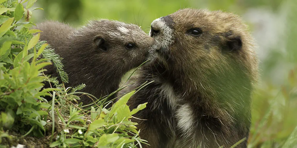 Two marmots cuddle in the grass.