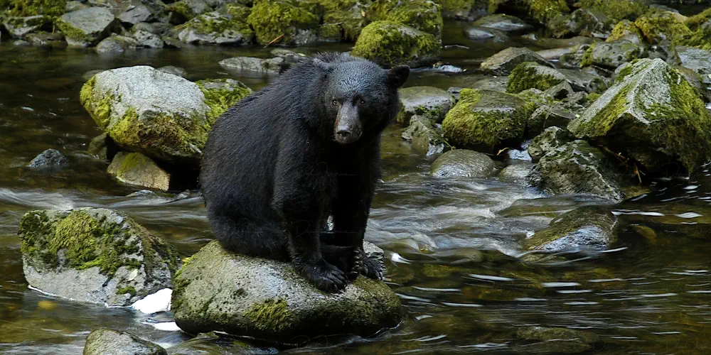 What We Love: Pouting Bears