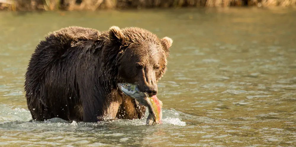 Tsolum River, One Giant Salmon Stew