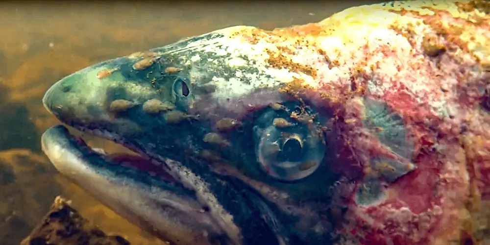 Why Say No to Farmed Salmon?