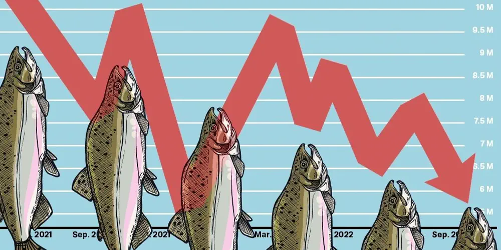 Salmon Are Complicated. Humans are … Never Mind