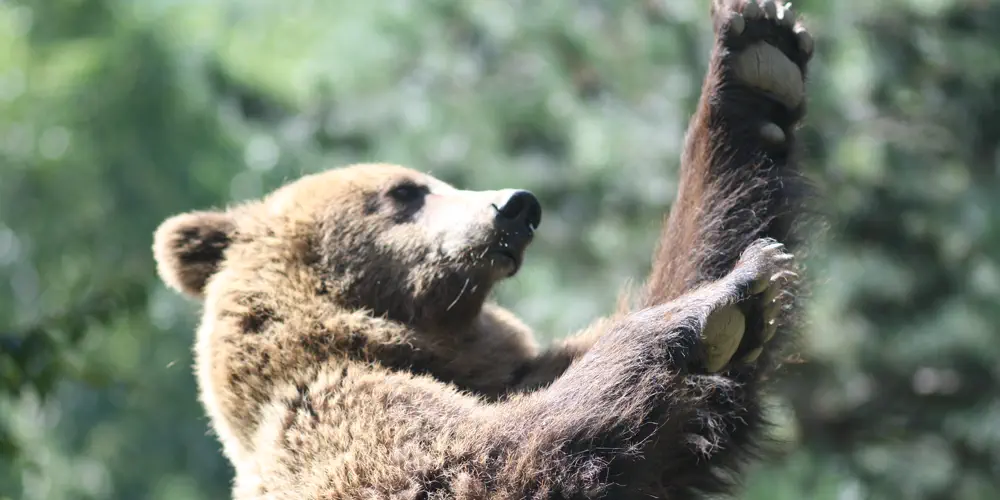 Why is Port Alice Killing So Many Bears?