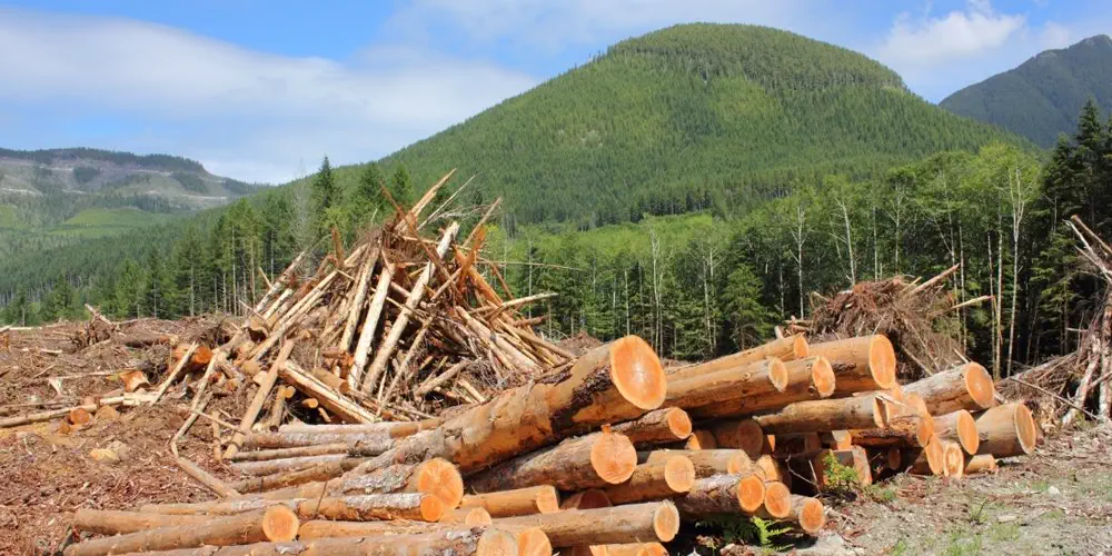 Is the Federal Government Muddling How Much Heat-Trapping Pollution the Forestry Industry Emits?