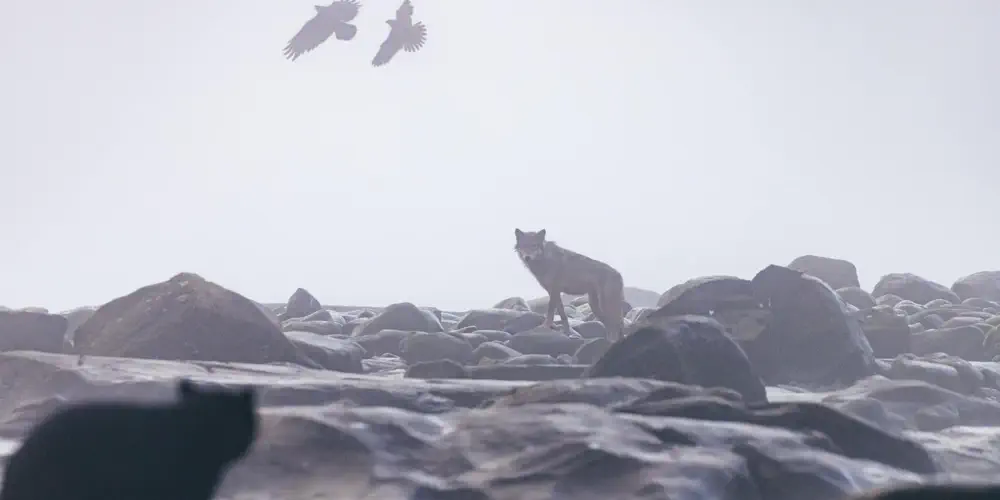 A bear cub stares at a sea wolf, who stares back.