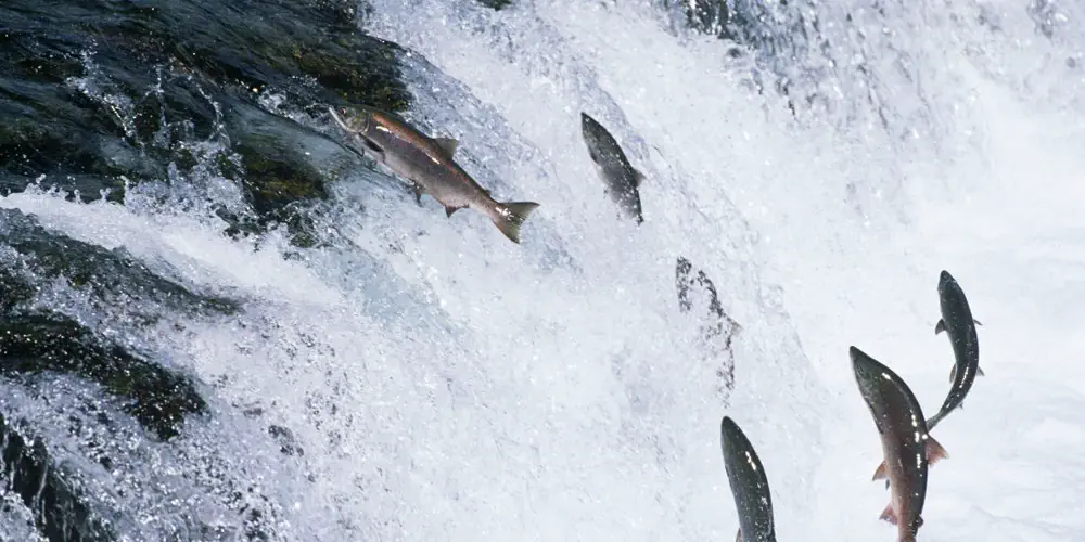 Hard Work From Unlikely Crew Helps Salmon To Thrive