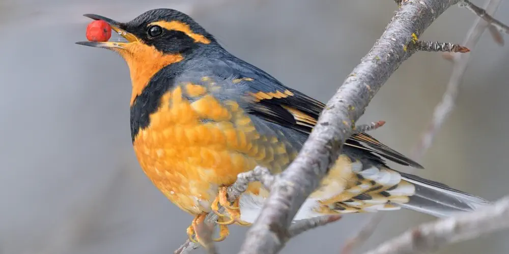 Animal Rescue Seeing an Influx of Feathered Patients