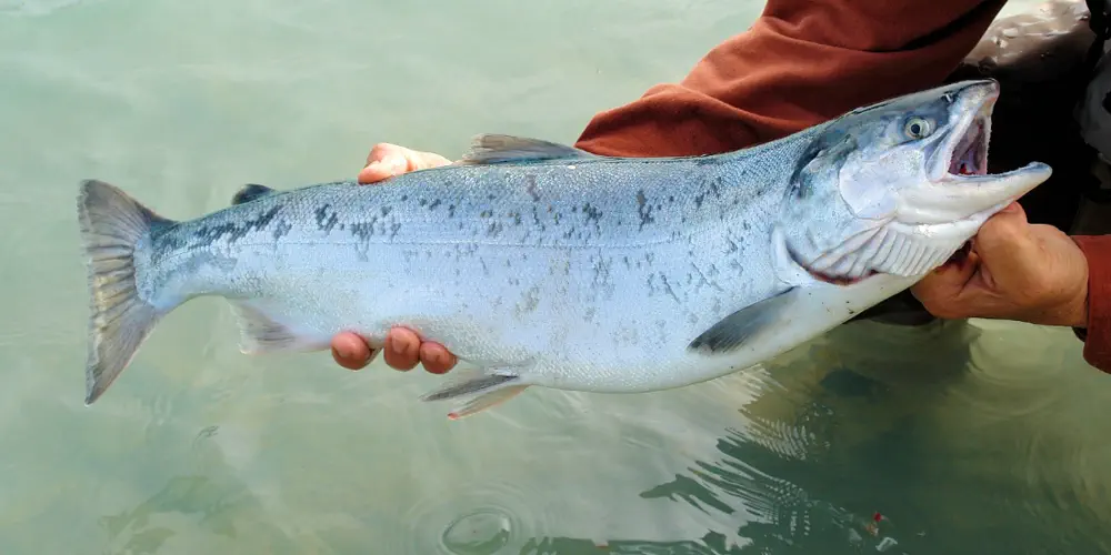 Flawed DFO Sea Lice Report Reveals A Pro-Industry Bias, Yet Again
