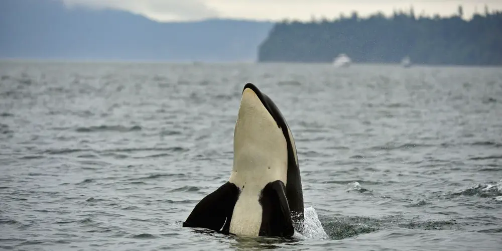 Did You Know You're Hurting Orcas Every Time You Flush?