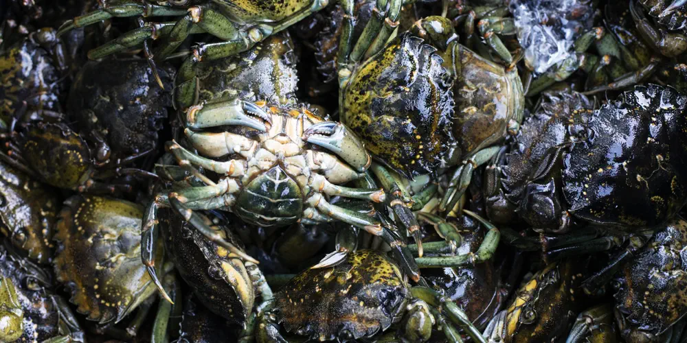 Why Are We Throwing Out Delicious Seafood?