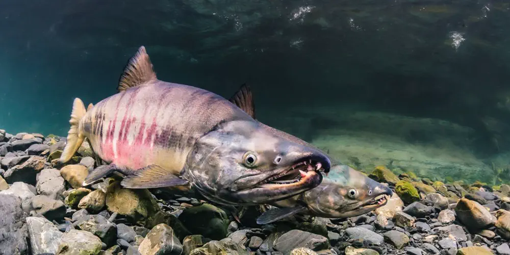 Are We Witnessing the Dog Days of Chum Salmon?