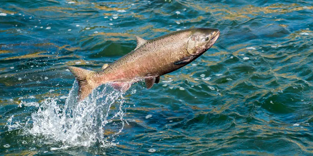 Disgraced DFO Sea Lice Report Has So Many Holes, It Can't Possibly Float